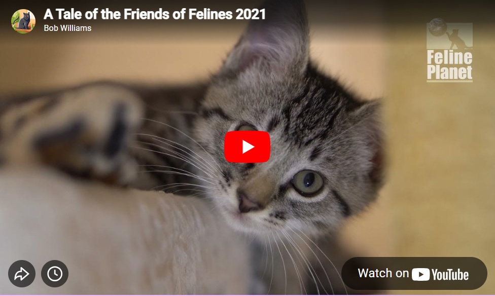 A Tale of the Friends of Felines 2021