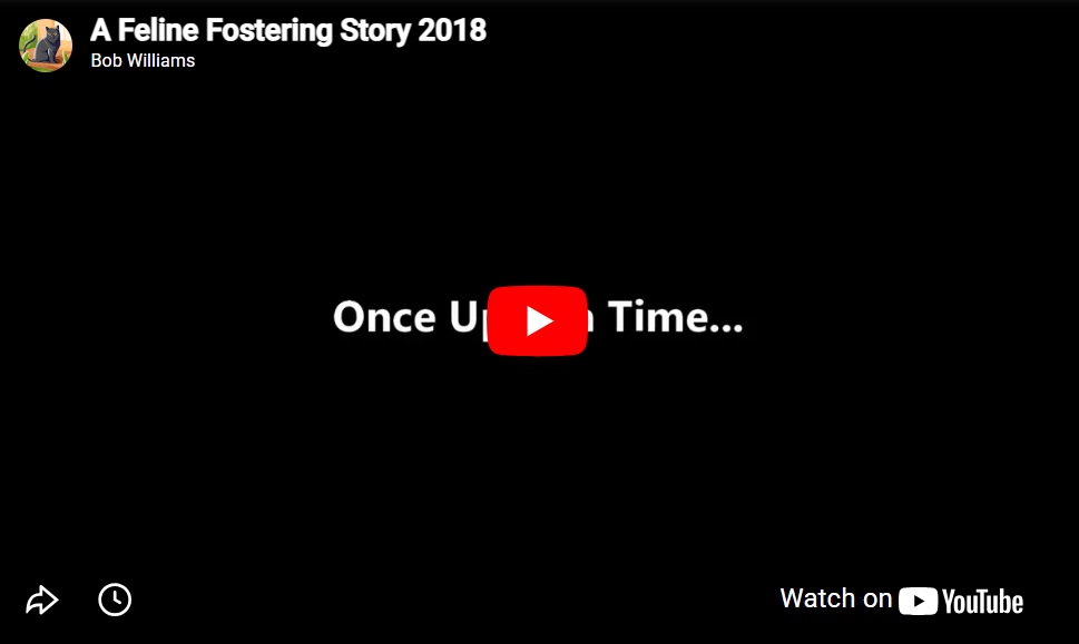  A Feline Fostering Story 2018